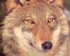 <b>Название: </b>Redwolf3, <b>Добавил:<b> ADMIN<br>Размеры: 754x1159, 93.9 Кб
