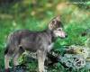 <b>Название: </b>wolf_pup_wallpaper_1280x1024-1, <b>Добавил:<b> ADMIN<br>Размеры: 1280x1024, 93.9 Кб