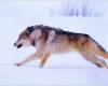 <b>Название: </b>running-wolf, <b>Добавил:<b> ADMIN<br>Размеры: 1024x768, 93.9 Кб