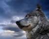 <b>Название: </b>Animals_Beasts_The_beautiful_gray_wolf_013614_, <b>Добавил:<b> ADMIN<br>Размеры: 1280x1024, 405.2 Кб