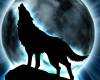 <b>Название: </b>wolf, <b>Добавил:<b> ADMIN<br>Размеры: 718x555, 93.9 Кб