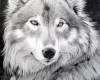 <b>Название: </b>Wolf_by_Orchidett, <b>Добавил:<b> ADMIN<br>Размеры: 900x1108, 93.9 Кб