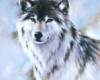 <b>Название: </b>21509wolf, <b>Добавил:<b> ADMIN<br>Размеры: 300x359, 14.8 Кб