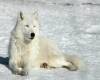 <b>Название: </b>bw_wolf_041, <b>Добавил:<b> ADMIN<br>Размеры: 1597x1177, 93.9 Кб